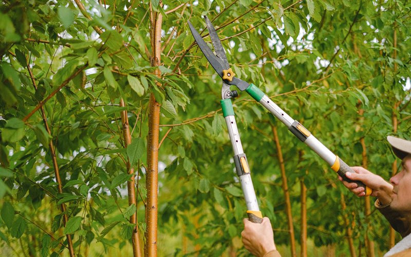 Tree trimming in Chattaroy, WA