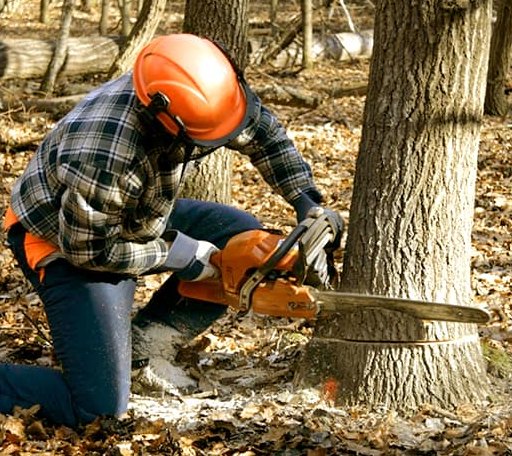 Tree Removal in Chattaroy, WA